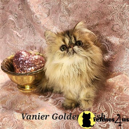 Vanierpersians Picture 2